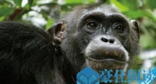 世界上记忆力最好的动物黑猩猩 记忆力超过大学生