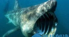 世界上最古老的鲨鱼，精灵鲨生存了一亿多年！
