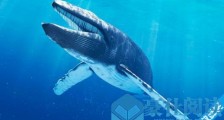 世界上最大的鲸鱼蓝鲸 长超过33米，重达200公吨以上