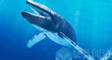 世界上最大的鲸鱼蓝鲸 长超过33米,重达200公吨以上