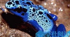 世界上毒性最强的青蛙:钴蓝箭毒蛙 可以做宠物