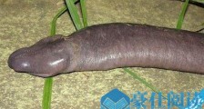 世界上最丑的蛇巴西盲蛇 形似男性生殖器看了恶心