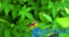 世界上最小的蜘蛛,0.43毫米的施展蜘蛛还没句号大