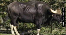 世界上最大的牛 印度野牛通常体重800千克