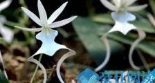 世界上最贵的兰花品种 鬼兰花/幽灵兰(与鳄鱼为伴)