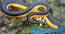 世界上最毒的蛇贝尔彻海蛇 毒性是眼镜王蛇的200倍