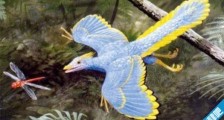 世界上最早的鸟　始祖鸟是已灭绝的羽毛恐龙