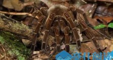 南美亚马逊食鸟蛛 吉尼斯世界纪录中体积最大的蜘蛛