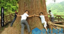 世界最大的杉木树 台湾一杉木6个人手拉手还抱不过来