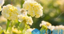 世界上最贵的菊花品种：白色万寿菊 万寿菊主要价值