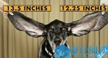 耳朵最长的狗 名为海港的猎犬两只耳朵总长0.66米