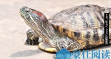世界上智商最高的乌龟巴西龟 能认识主人 为什么巴西龟的智商高