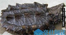世界上最凶的乌龟鳄龟 鳄龟咬合力达910斤
