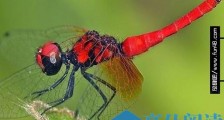 世界上最小的蜻蜓，末龄的侏红小蜻只有9毫米和蚊子差不多