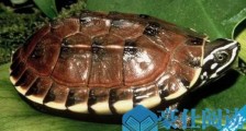 世界上最有观赏价值的乌龟食螺龟 背甲长可达21厘米