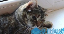 世界上耳朵最多的猫 一流浪猫有五只耳朵