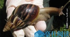世界上最大的腹足动物 非洲大蜗牛最大则可长到超过20厘米