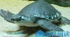 世界上最可爱的乌龟猪鼻龟 大眼萌面是深水龟玩家的最爱