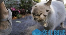 吉尼斯世界上寿命最长的双面猫 三只眼两嘴巴活了15年
