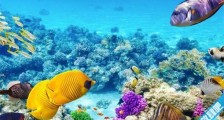 世界上最大最长的珊瑚礁群 澳大利亚大堡礁共有2011公里