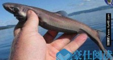 世界上最小的鲨鱼 硬背侏儒鲨体长30厘米还会发光