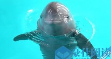 世界上最小的鲸鱼长江江豚濒临灭绝 长度最大1.6米
