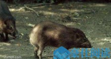 世界上最小的猪印度微型猪 体重不超十斤