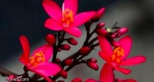 世界上花期最长的花 日日樱 一年四季都可以开花供人欣赏