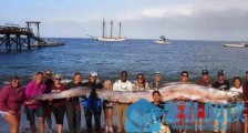 世界上最大的带鱼 巨型皇带鱼长达15米重540斤