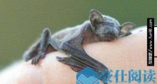 世界上最小的蝙蝠泰国猪鼻蝠 体长不到3厘米
