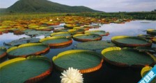 世界上最大的沼泽地 潘塔纳尔沼泽地面积达2500万公顷