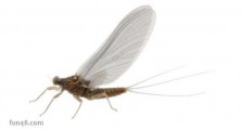 寿命最短的昆虫　蜉蝣一般只有几个小时