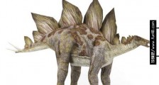 世界上最笨的恐龙　剑龙大脑只有一个核桃般大小