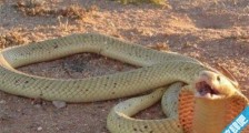 非洲咬人最多的蛇 黄金眼镜蛇致命率60%