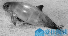 世界上最小的海豚 加湾鼠海豚平均体长不到1.5米 仅剩30头