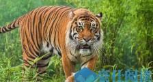 世界上最小的老虎 苏门答腊虎体重在75