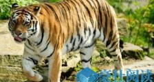世界上最大的老虎东北虎 体重达350千克秒杀非洲狮
