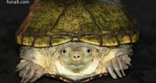龟公是什么意思？为什么叫龟公？乌龟王八和绿帽子