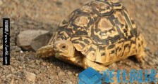 世界上跑的最快的乌龟 南非豹纹陆龟速度可达1296米/小时