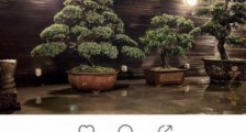 向佐发图暗示郭碧婷怀孕怎么回事?向佐发了什么图片这5个字意味深长