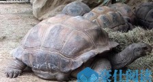 世界上最大的乌龟象龟 重达375公斤称为龟中“巨人”