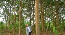 世界上生长最快的树 10