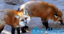 世界上最大的狐狸 赤狐体长可超过70厘米