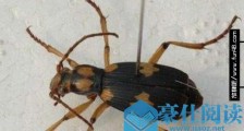最具攻击力的昆虫放炮虫 可喷60℃高温化学物质