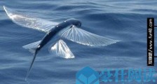 世界上飞的最远的鱼 飞鱼拥有翼状胸鳍 能在水面滑翔400多米