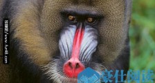 世界上最好看的猴子山魈 面部色彩图案像京剧脸谱