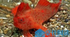 世界上最奇怪的鱼 红合鳍躄鱼长着两只手 全身鲜红