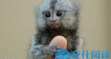 世界上最小的猴子狨猴 身高只有10厘米 只有人的拇指大小