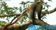 狄安娜长尾猴尾巴可长达75厘米 是地球上尾巴最长的猴