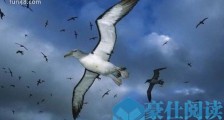 世界上最大的飞鸟 漂泊信天翁翼展可超过3.5米 十分重情